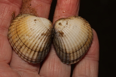 Cerastoderma edule