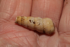 Turritellinella tricarinata