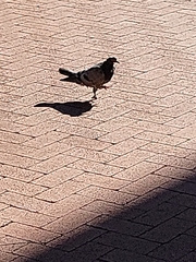 Columba livia domestica