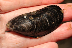 Mytilus edulis