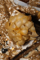 Buccinum undatum