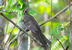 Dromococcyx phasianellus