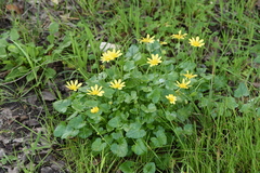 Ficaria verna chrysocephala