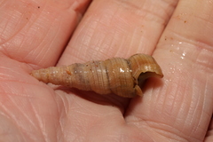 Turritellinella tricarinata