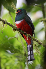 Trogon personatus