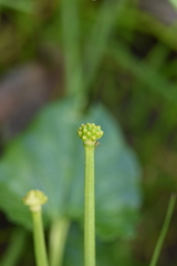 Ficaria verna chrysocephala