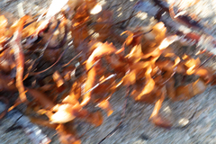 Macrocystis pyrifera