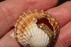 Acanthocardia echinata