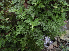 Asplenium theciferum