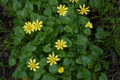 Ficaria verna chrysocephala