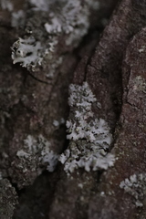 Phaeophyscia