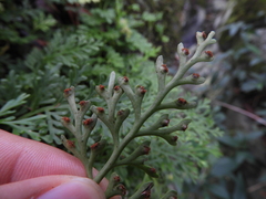 Asplenium theciferum