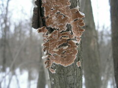 Steccherinum bourdotii