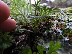 Asplenium theciferum