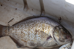 Amphistichus argenteus