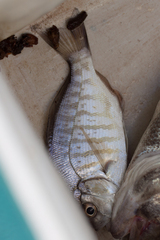 Amphistichus argenteus