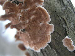 Steccherinum bourdotii