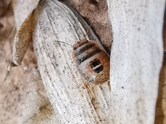 Sciocoris macrocephalus