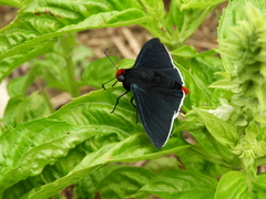 Pyrrhopyge