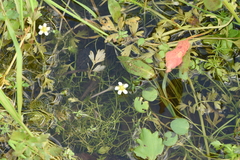 Batrachium