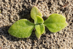 Mesembryanthemum crystallinum