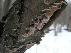 Steccherinum bourdotii