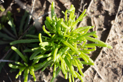 Mesembryanthemum nodiflorum