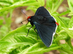 Pyrrhopyge