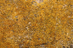 Flavoplaca