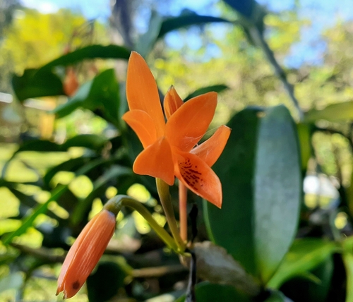 Image of Guarianthe aurantiaca by no rights reserved