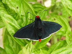 Pyrrhopyge