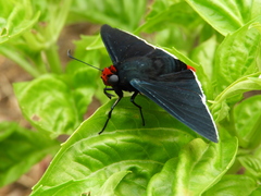 Pyrrhopyge