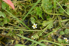 Batrachium