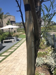 Acanthacris ruficornis