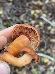 Lactarius rufulus