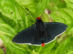 Pyrrhopyge