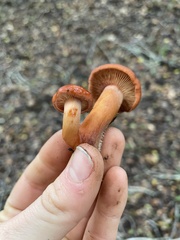Lactarius rufulus