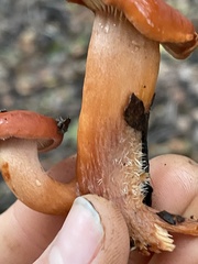 Lactarius rufulus