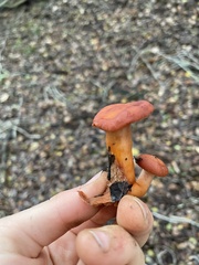 Lactarius rufulus