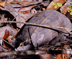 Terrapene carolina major