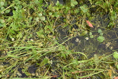 Batrachium