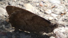 Hipparchia statilinus