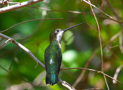 Heliomaster longirostris
