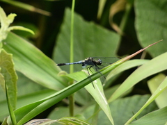 Erythrodiplax basalis