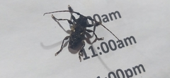 Aegomorphus circumflexus