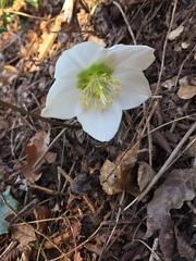 Helleborus niger