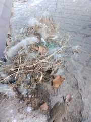 Pitangus sulphuratus