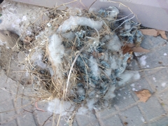 Pitangus sulphuratus