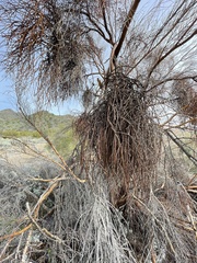 Phoradendron californicum