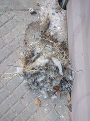 Pitangus sulphuratus